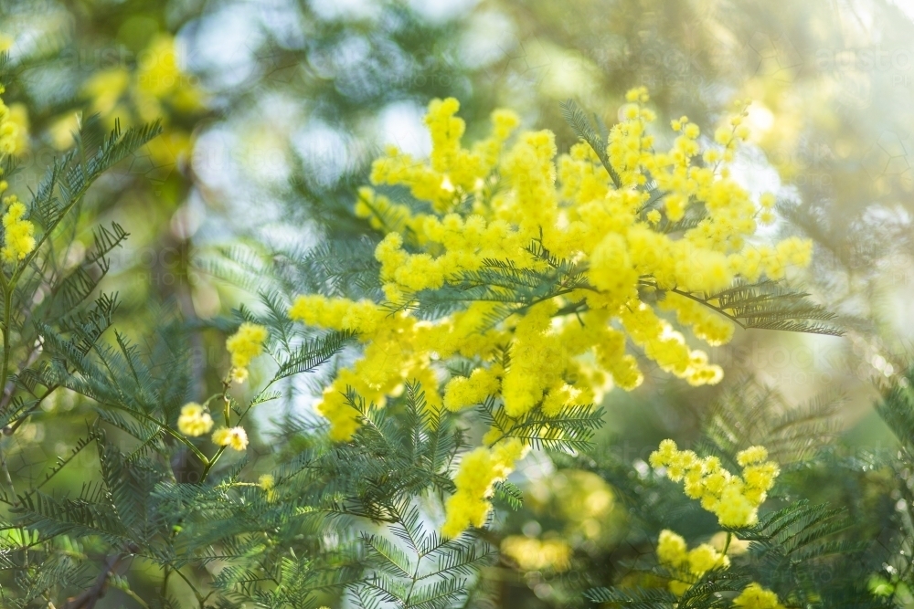 Image of Aussie light over golden wattle flower - Austockphoto