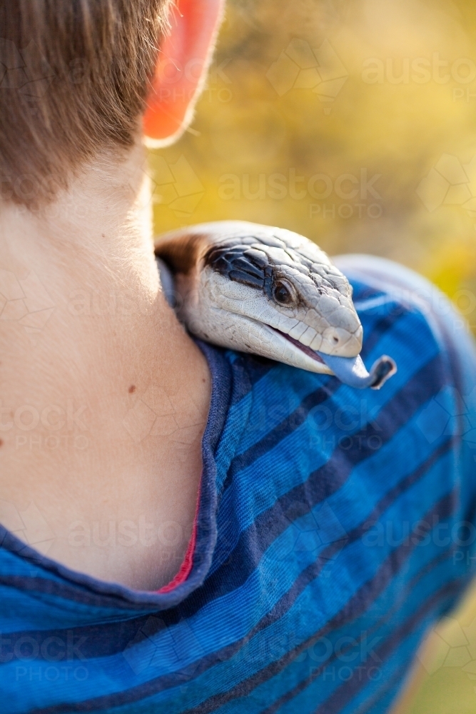 Aussie pet blue tongue lizard on boys shoulder - Australian Stock Image