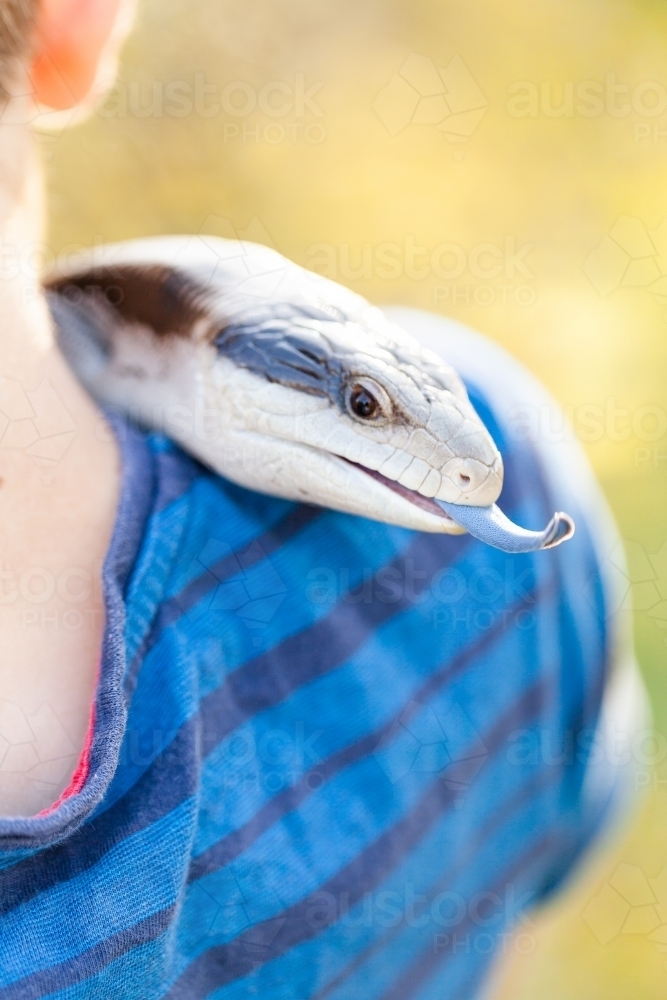 Aussie pet blue tongue lizard on boys shoulder - Australian Stock Image