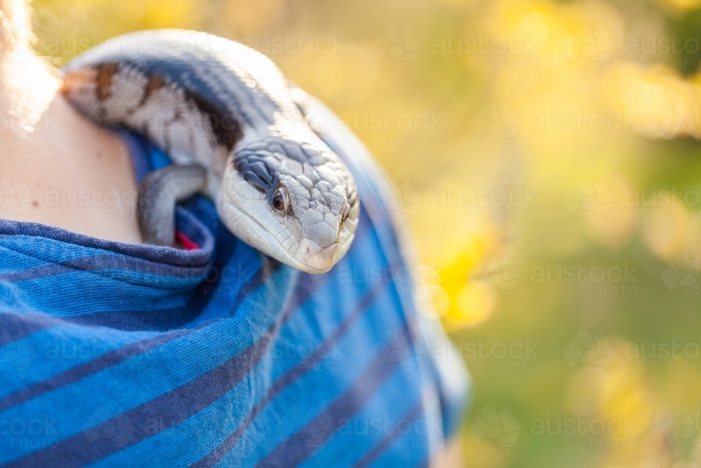 Aussie pet blue tongue lizard on boys shoulder with copy space - Australian Stock Image