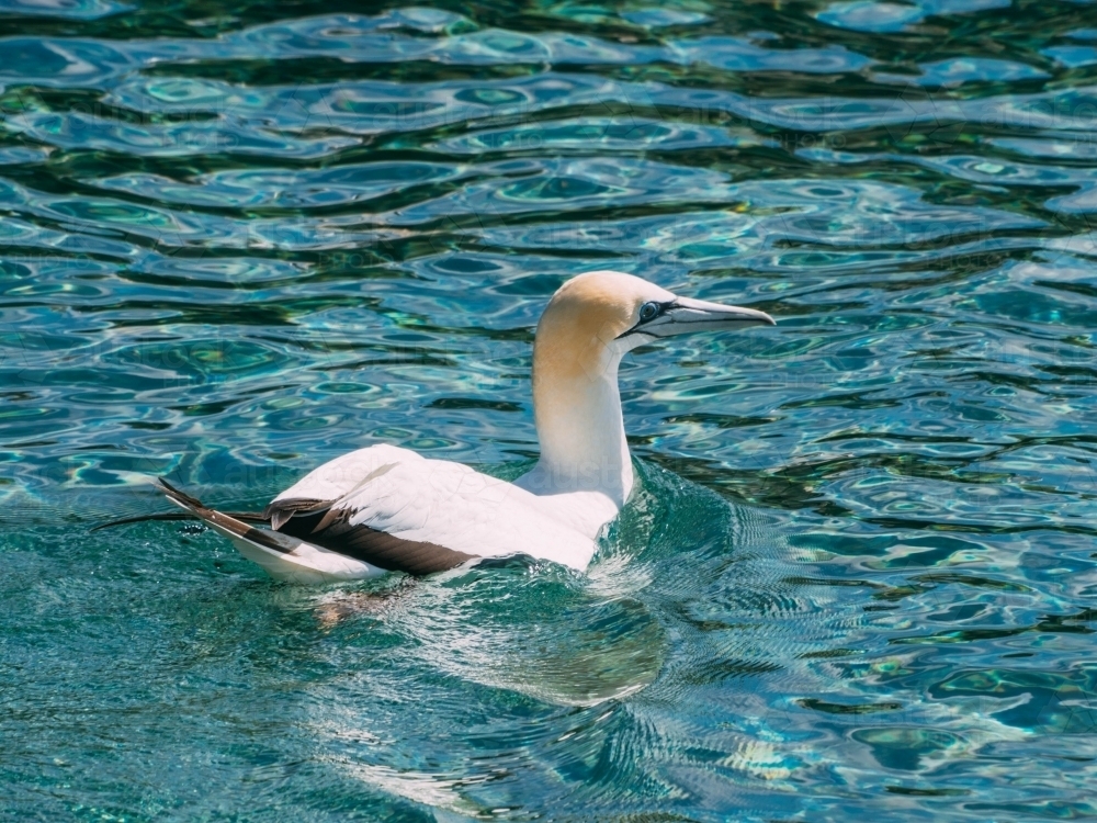 Australasian Gannet - Australian Stock Image