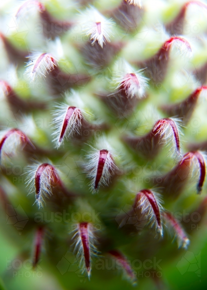 Australian Banksia Flower Bud - Australian Stock Image