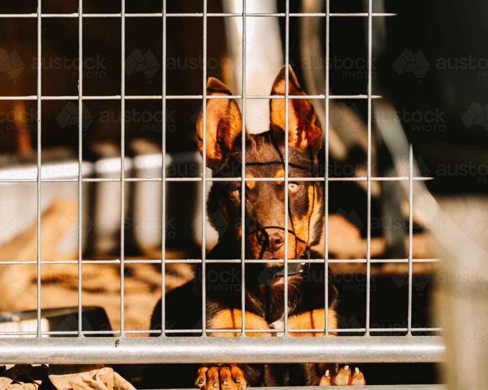 Australian brown kelpie behind mesh fence - Australian Stock Image