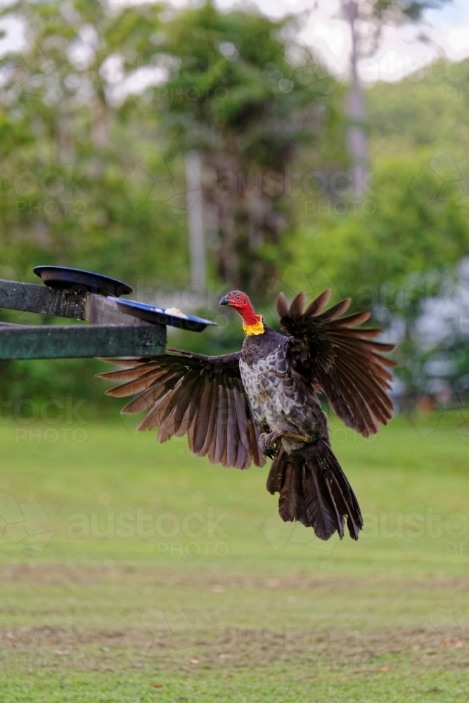 Australian brushturkey, (Alectura lathami) scrub turkey flying to feeder - Australian Stock Image