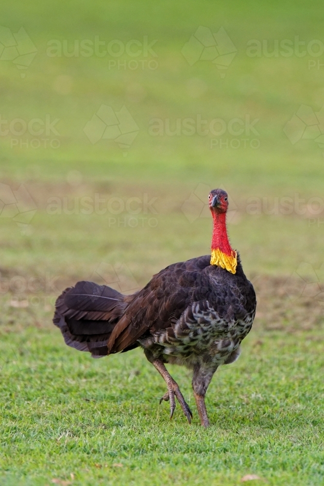 Australian brushturkey, (Alectura lathami) scrub turkey on green grass - Australian Stock Image