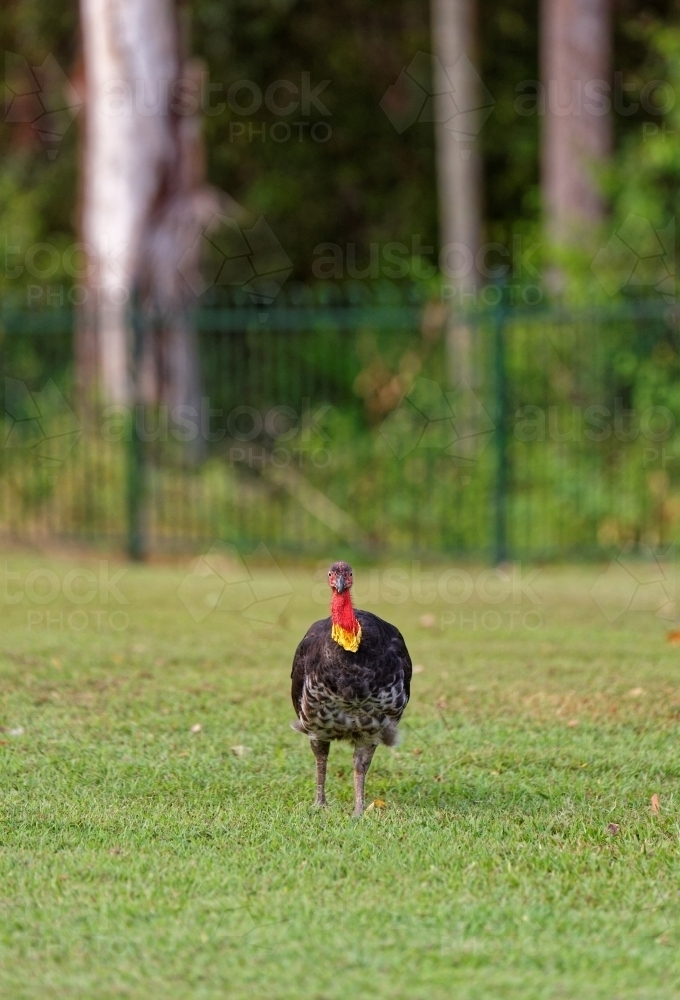 Australian brushturkey, brush-turkey (Alectura lathami) scrub turkey or bush turkey - Australian Stock Image