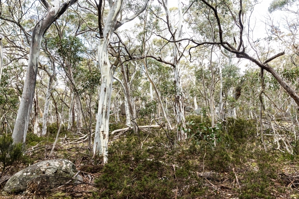 Australian bushland with eucalyptus - Australian Stock Image