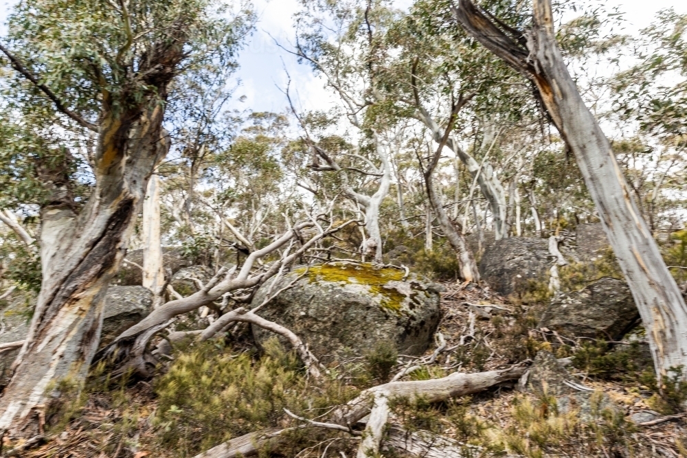 Australian bushland with eucalyptus blurred - Australian Stock Image