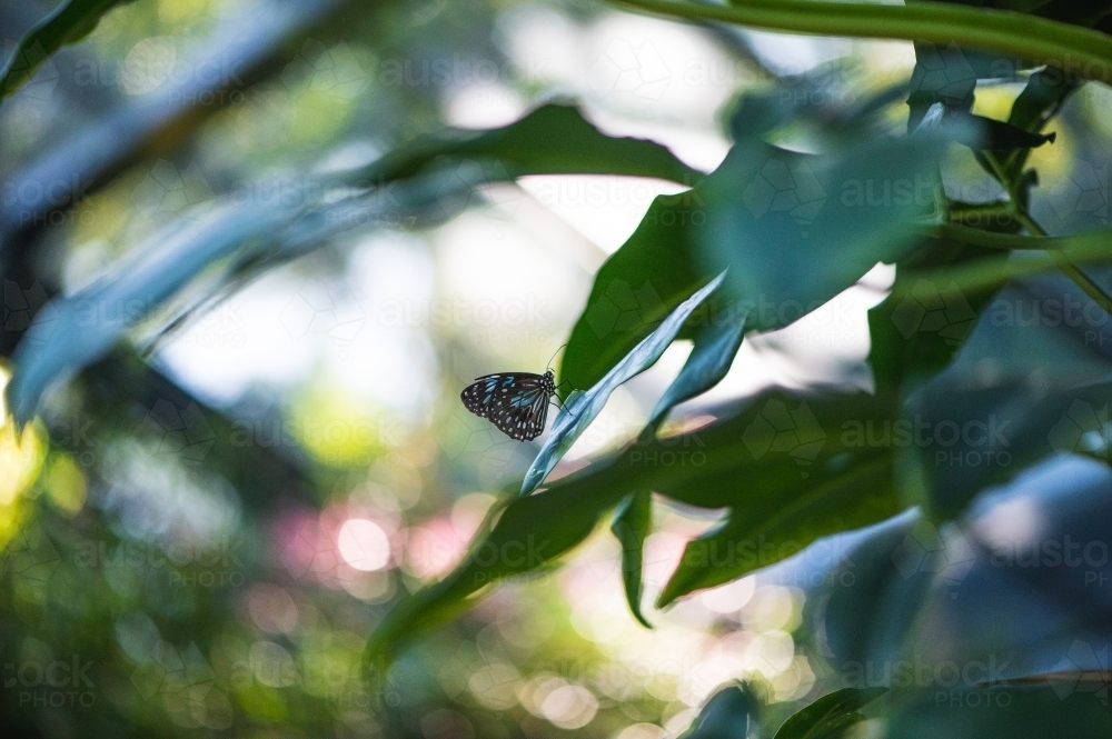 Australian butterfly - Australian Stock Image