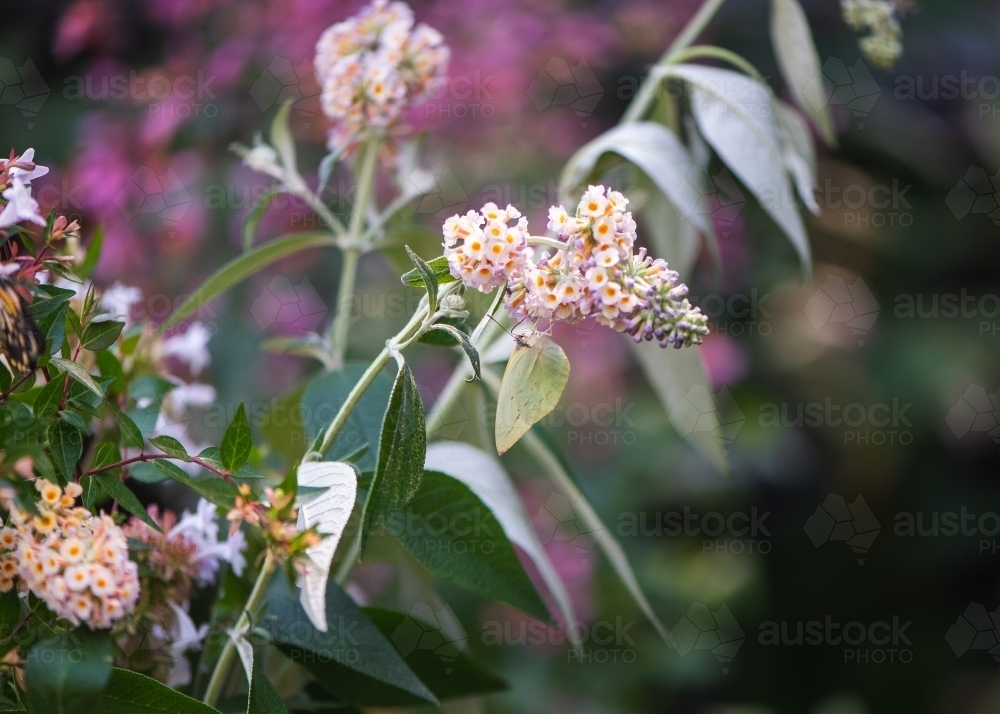 Australian butterfly on flower - Australian Stock Image