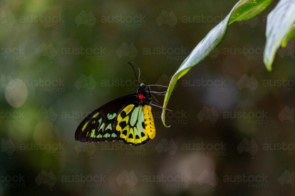 Australian Cairns Birdwing Butterfly - Ornithoptera euphorion - Australian Stock Image