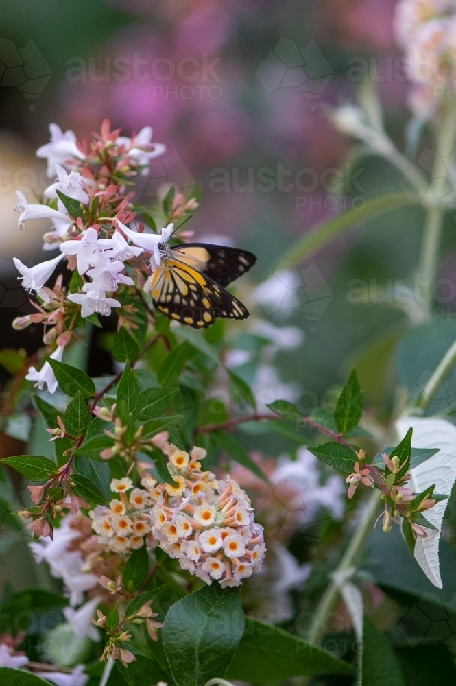 Australian Caper White Butterfly - Australian Stock Image