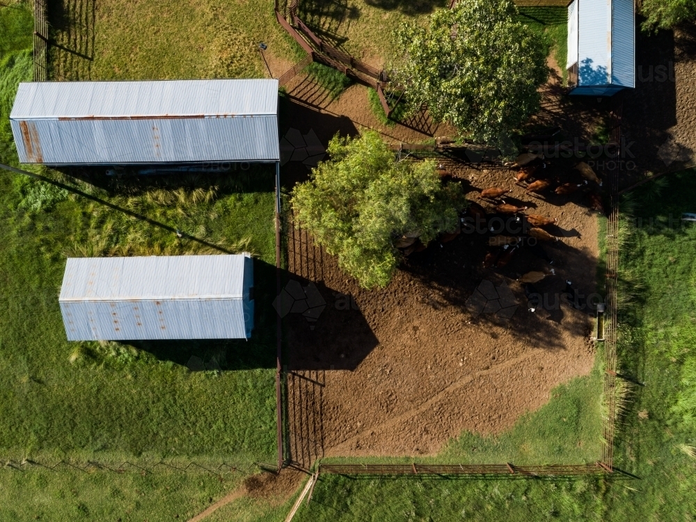 Australian cattle yards seen in overhead top down aerial view on farm with sheds - Australian Stock Image