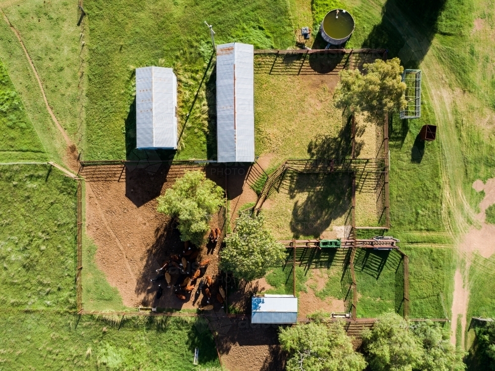 Australian cattle yards seen in overhead top down aerial view on farm with sheds - Australian Stock Image