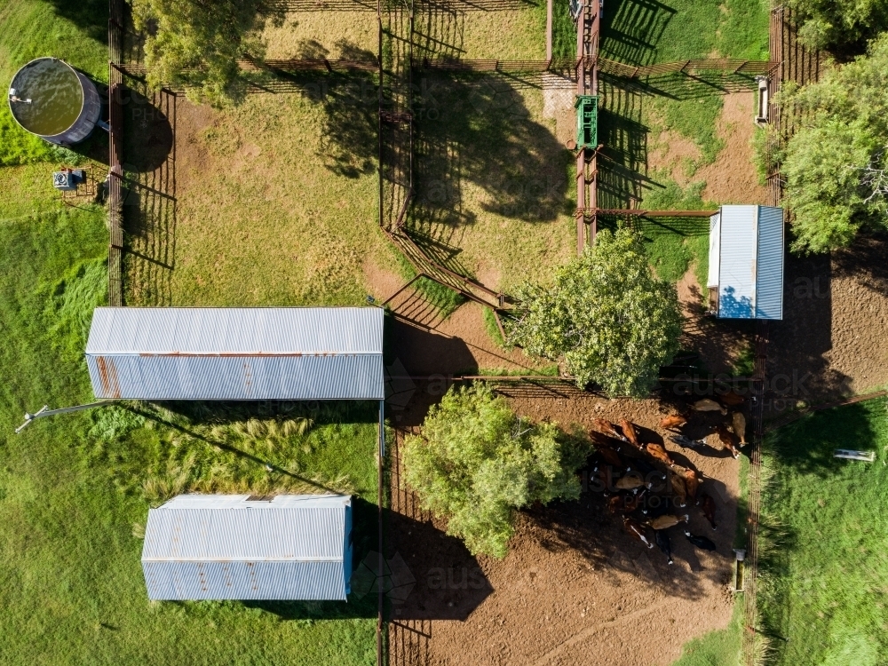 Australian cattle yards seen in overhead top down aerial view on farm with sheds - Australian Stock Image