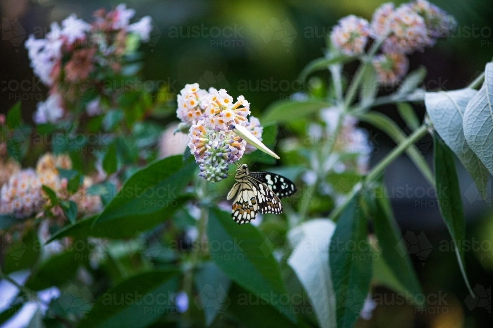 Australian Chequered Swallowtail Butterfly papilio demoleus - Australian Stock Image