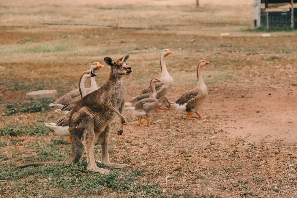 Australian country scene including kangaroo standing with a gaggle of geese - Australian Stock Image