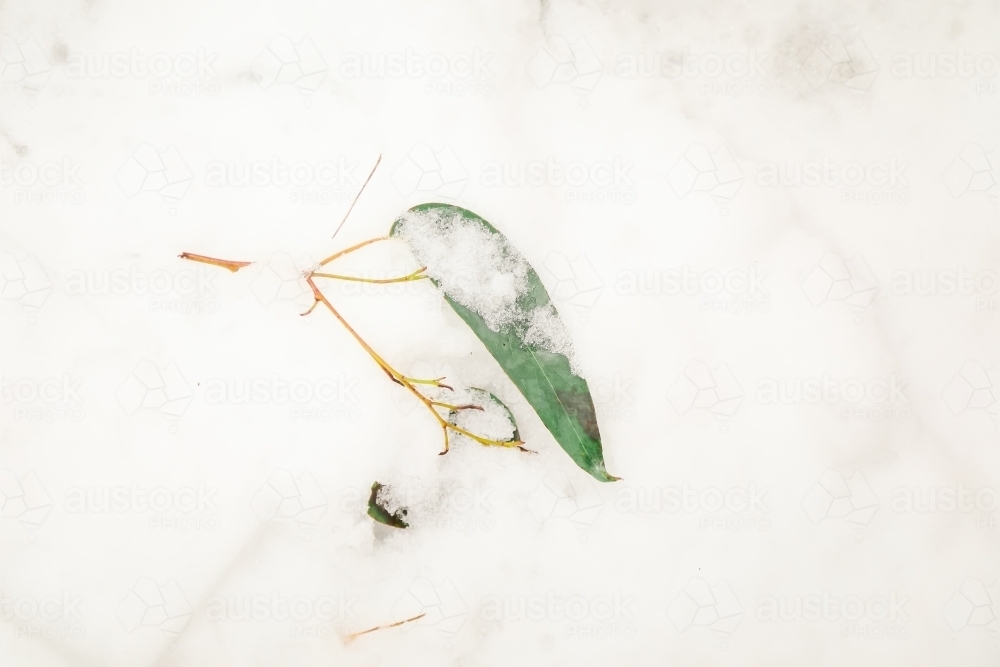 Australian eucalyptus gum leaf lying in the snow - Australian Stock Image