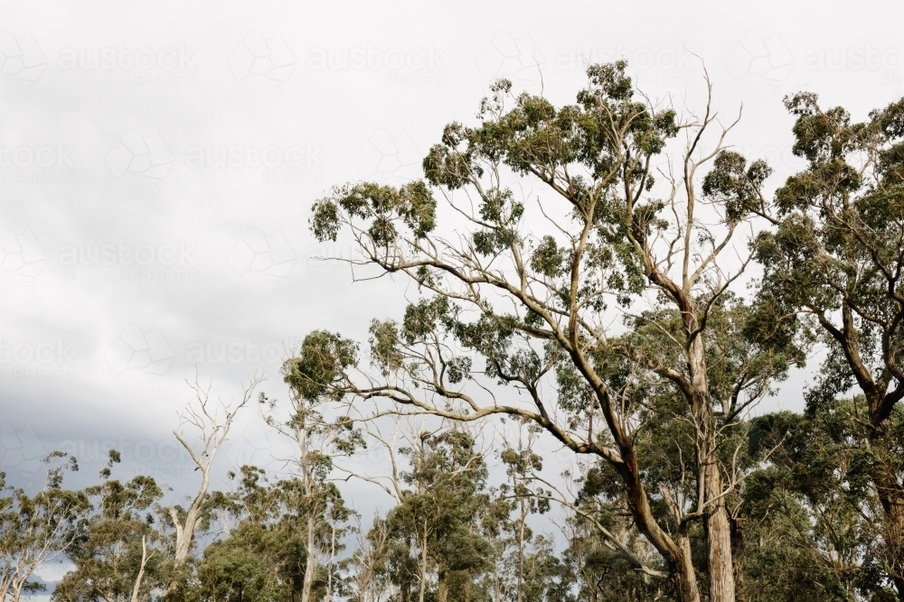 australian eucalyptus gum trees in front of an over cast stormy sky, there is room for copy space - Australian Stock Image