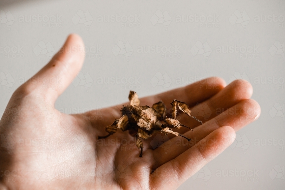 Australian female spiny leaf stick insect in child’s hand - Australian Stock Image