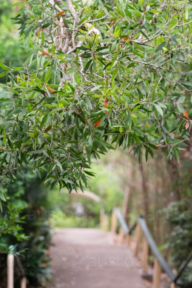 australian foliage and pathway - Australian Stock Image