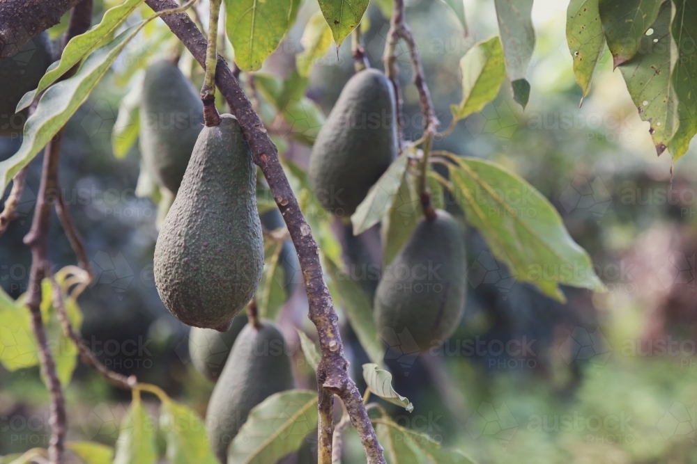 Australian fresh avocado tree - Australian Stock Image