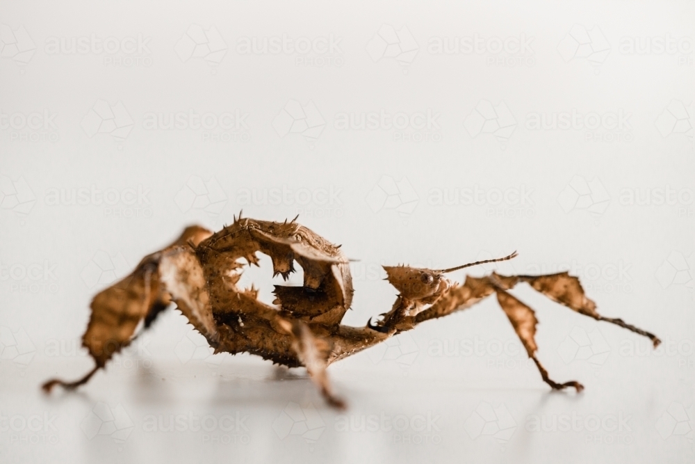 Australian juvenile female spiny leaf insect - Australian Stock Image