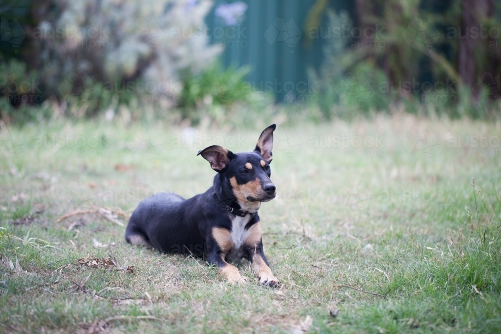 Australian Kelpie cross on the grass in backyard - Australian Stock Image