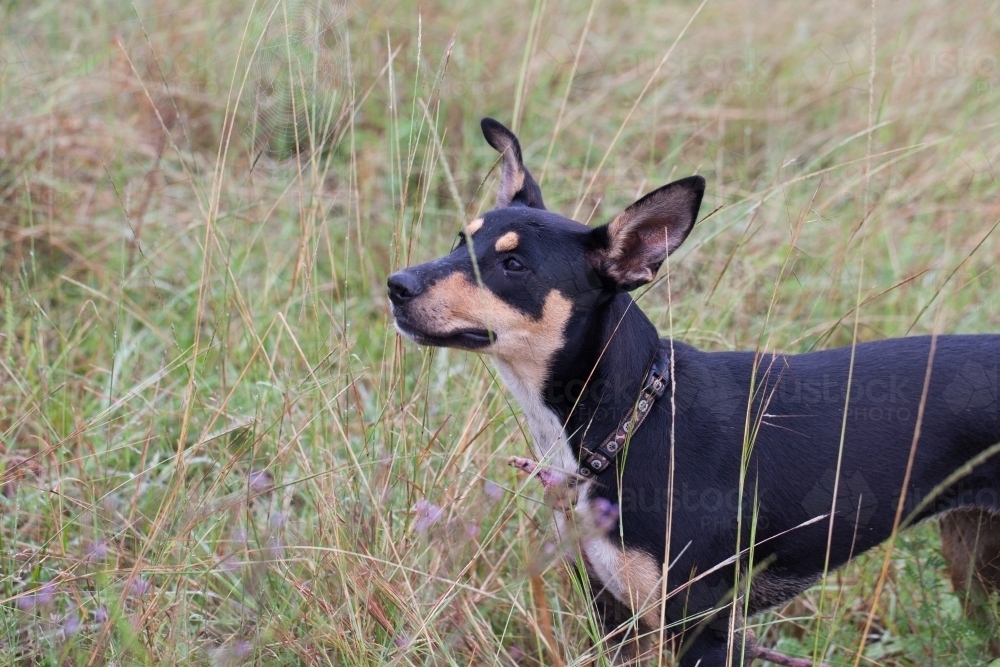 Australian Kelpie Cross standing in long grass - Australian Stock Image