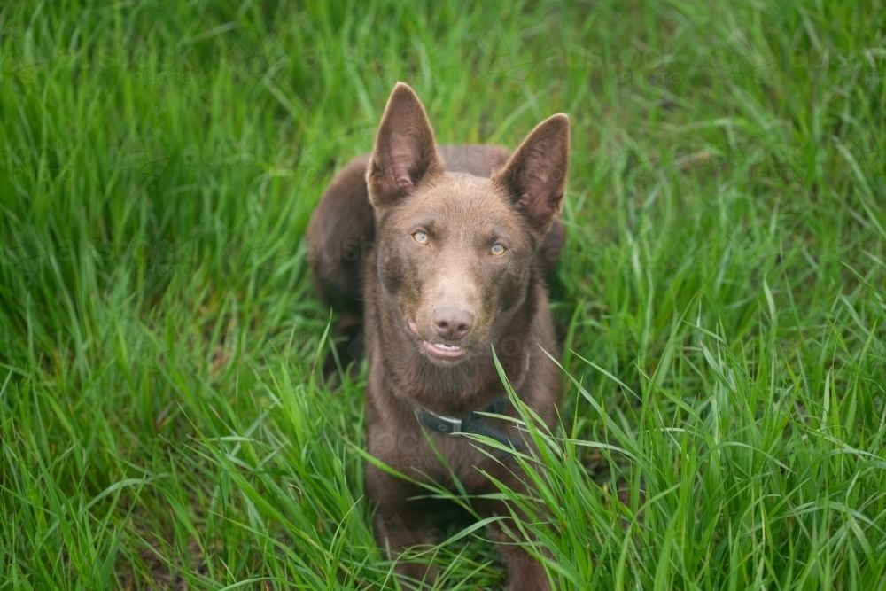 Australian kelpie young dog looking at camera surrounded by green grass. - Australian Stock Image