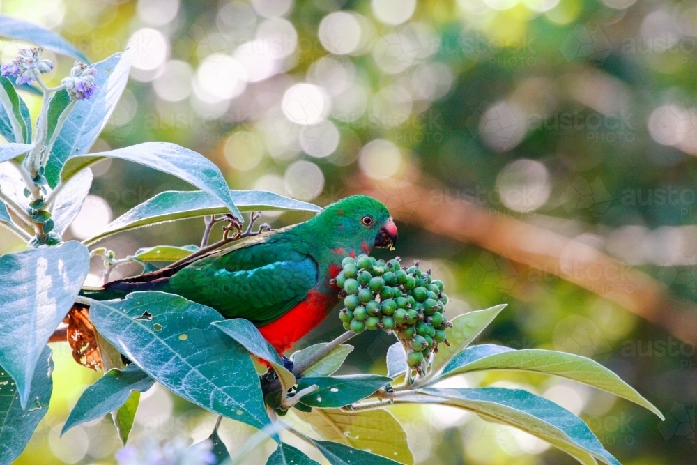 Australian King-Parrot eating eating wild tobacco berries - Australian Stock Image