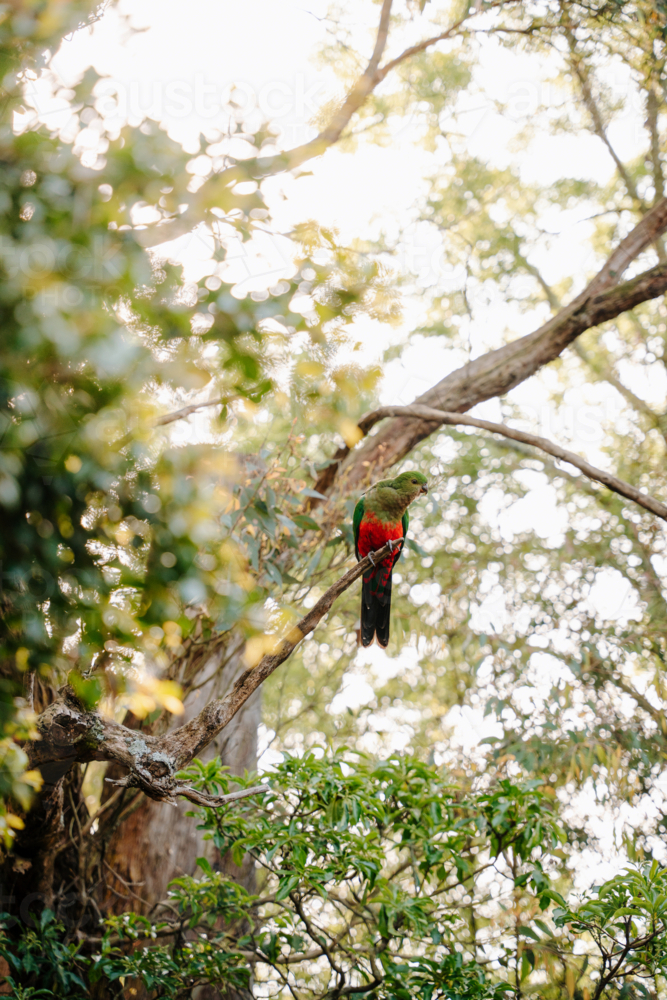 Australian King parrot perched on a branch of a tree. - Australian Stock Image