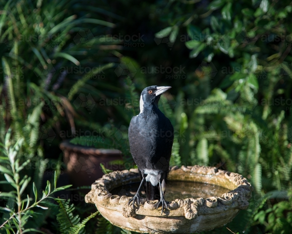 Australian magpie standing on the edge of a birdbath and looking at the camera - Australian Stock Image