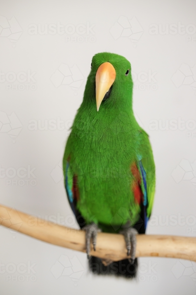 Australian Male green ecletus parrot sitting on a branch - Australian Stock Image
