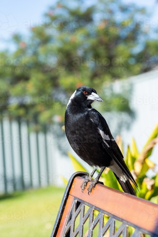 Australian native bird magpie perched on back of garden chair feathers shining in sunlight - Australian Stock Image