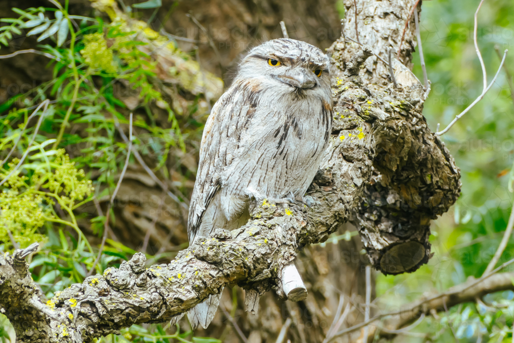 Australian native bird, the iconic Tawny Frogmouth sits high in the trees in the city of Melbourne - Australian Stock Image