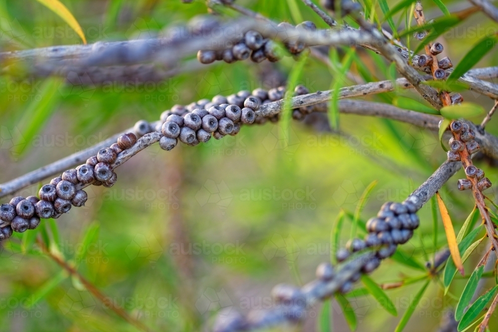 Australian Native Bottlebrush seed pods and tree branches - Australian Stock Image