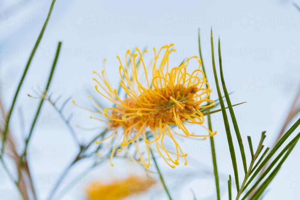 Australian native grevillea flower against blue sky - bird attracting plant - Australian Stock Image