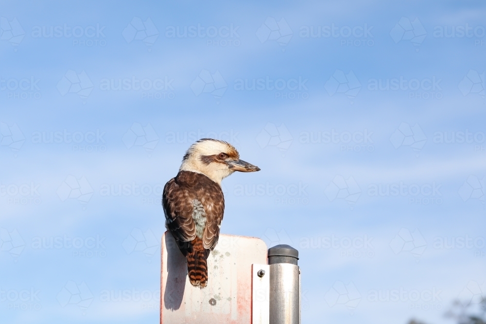 Australian native kookaburra sitting on sign with blue sky background - Australian Stock Image