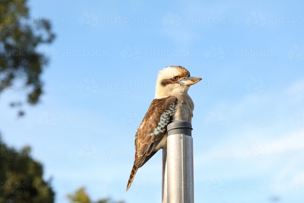 Australian native kookaburra sitting on sign with blue sky background - Australian Stock Image