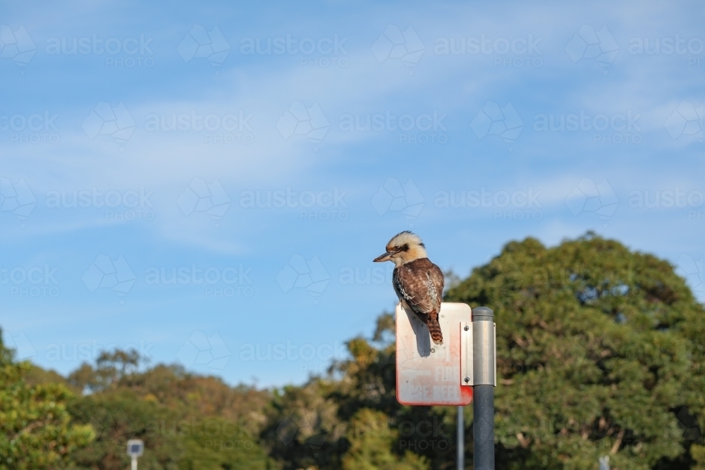 Australian native kookaburra sitting on sign with blue sky background - Australian Stock Image