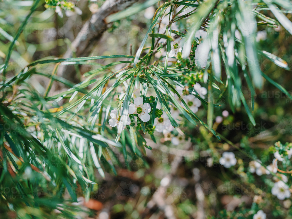 Australian Natives with tiny white flowers. - Australian Stock Image