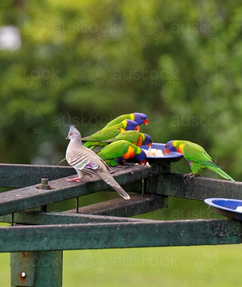 Australian rainbow lorikeet (Trichoglossus moluccanus) parrot on bird feeder - Australian Stock Image