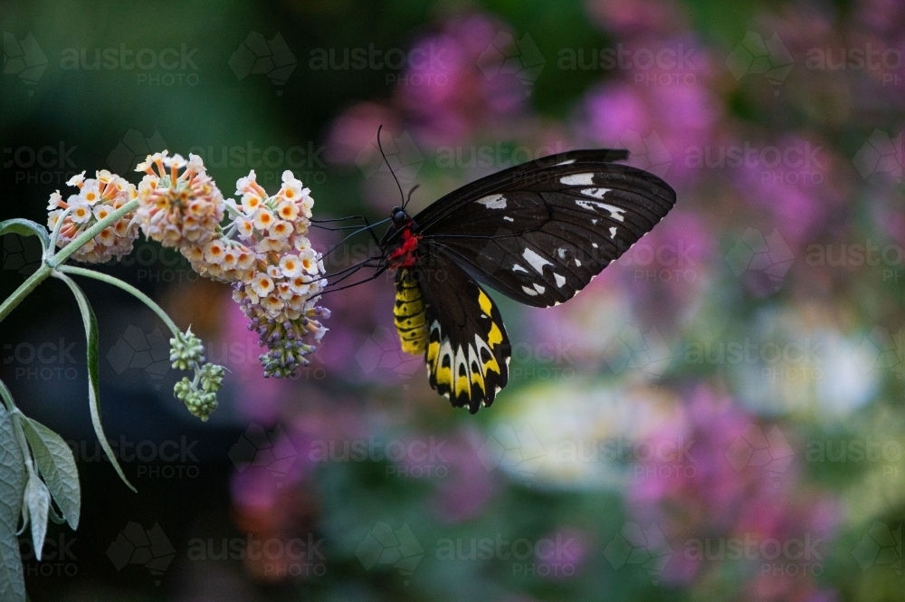 Australian Richmond Birdwing Butterfly - Australian Stock Image