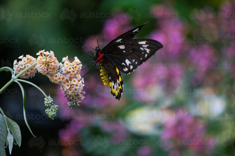 Australian Richmond Birdwing Butterfly - Australian Stock Image