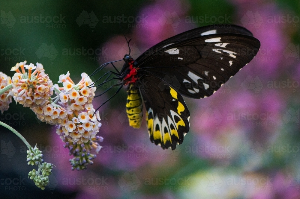 Australian Richmond Birdwing Butterfly - Australian Stock Image