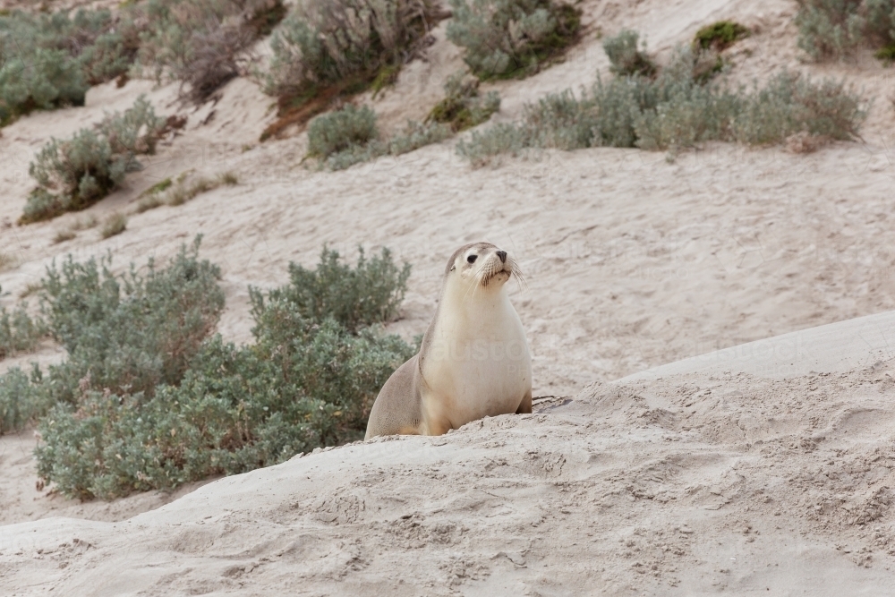 Australian sea lion on the sand - Australian Stock Image