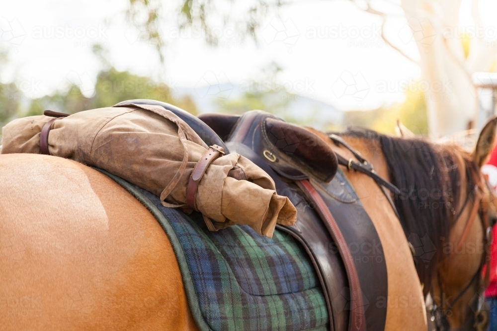 Australian stock horse with saddle and gear in shade of a gum tree - Australian Stock Image