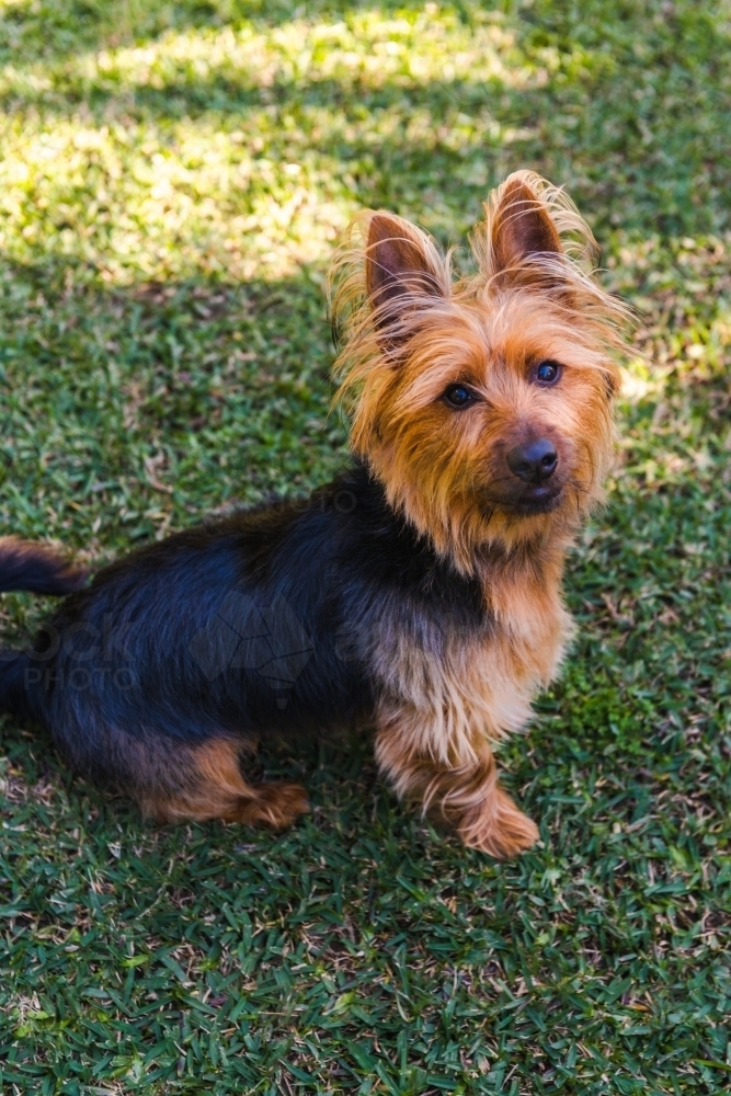 Australian Terrier - Australian Stock Image