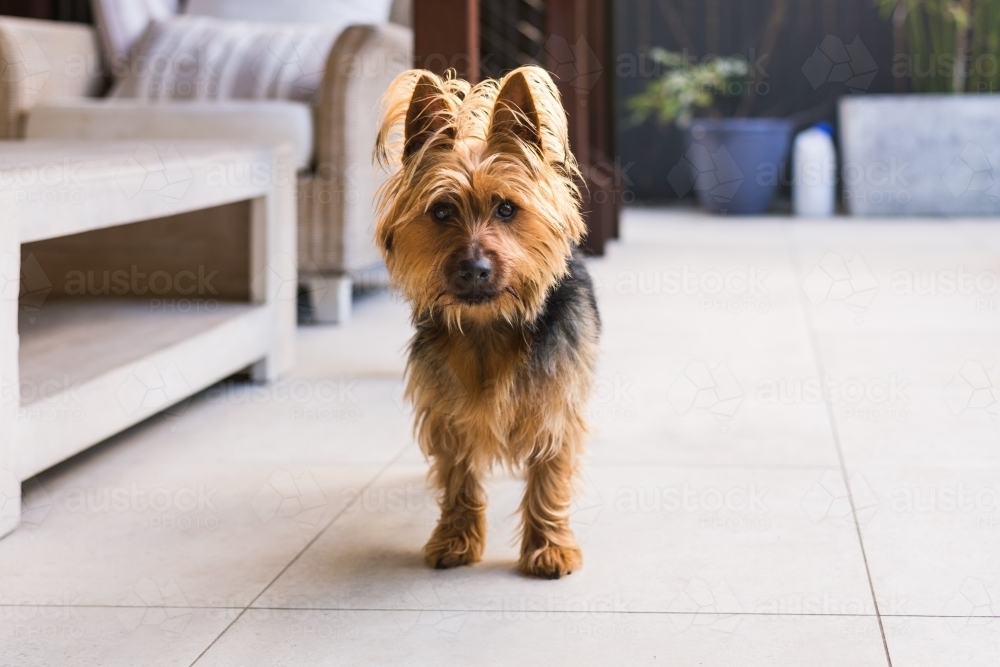 australian terrier - Australian Stock Image